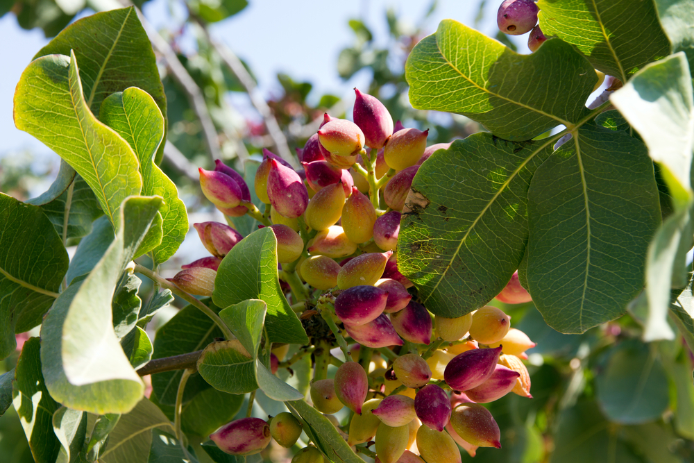 Aegina . De bekende pistachenoten (2).jpg