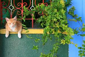 Helios - Rhodos, Symi, Kos, Kalymnos en Leros